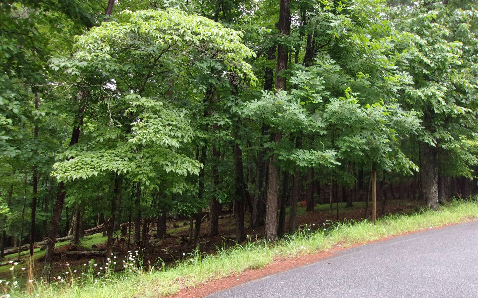Lt476 Rivoli Court Ellijay, GA 30540 - Photo 3 of 4 Additional View