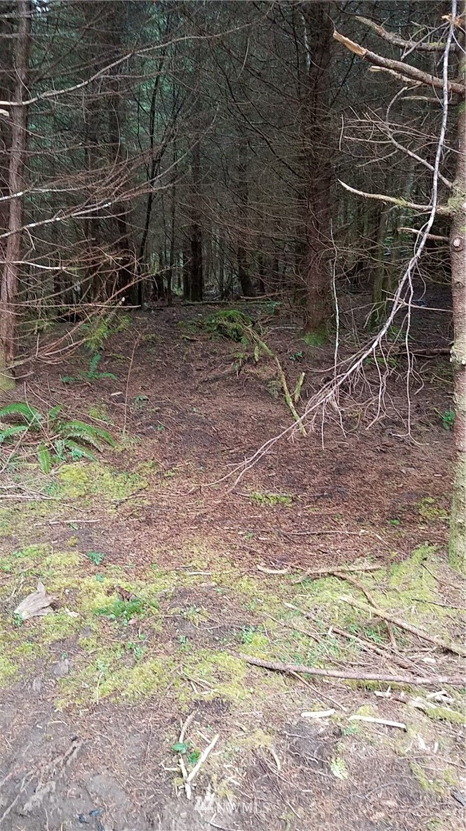 9999 South Valley Road Naselle, WA 98638 - Photo 2 of 5 Gallery Image 2