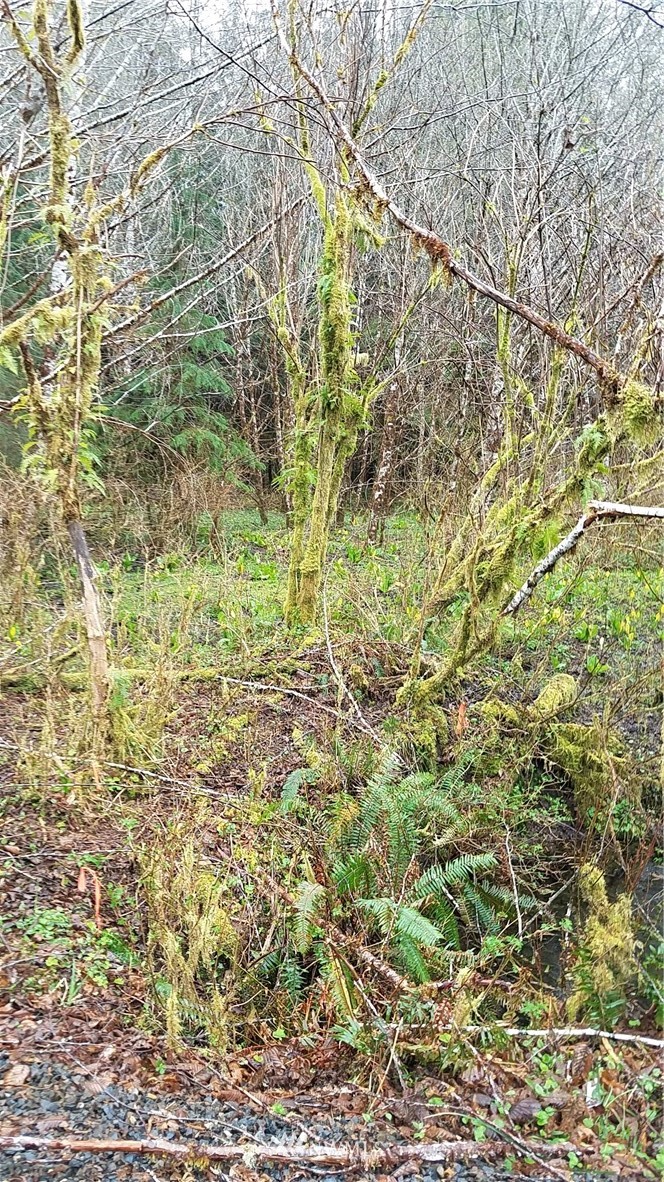 9999 South Valley Road Naselle, WA 98638 - Photo 3 of 5 Gallery Image 3