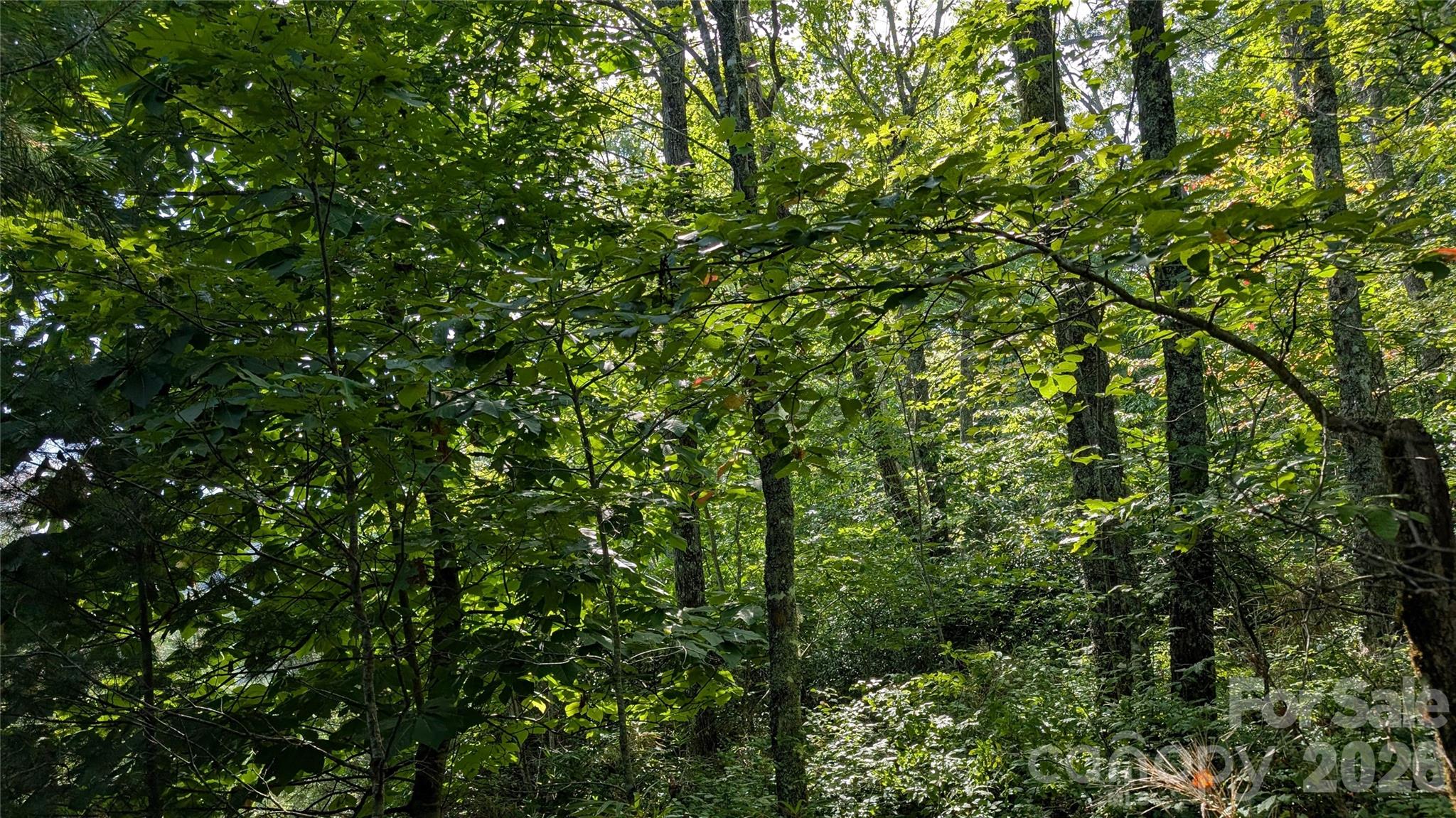 Tbd Kelly Mountain Road, Unit 19 Brevard, NC 28712 - Photo 8 of 13 Gallery Image 8