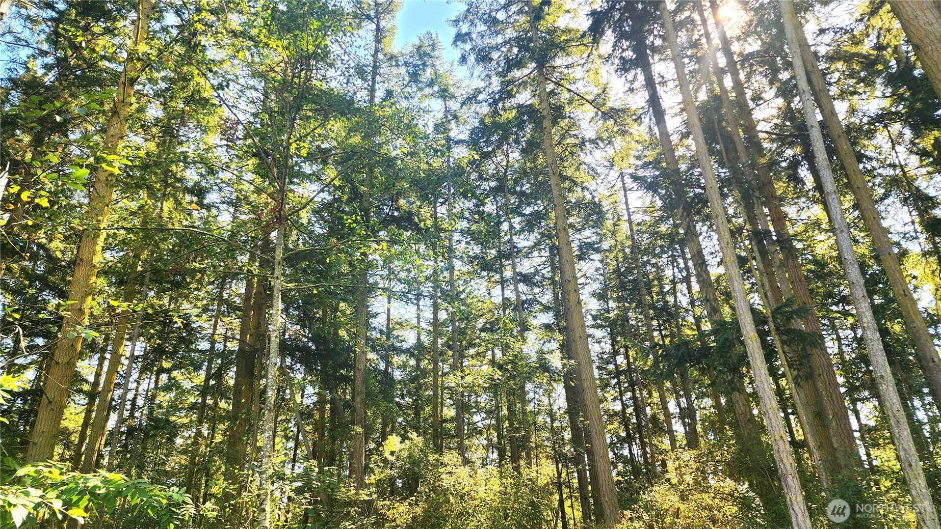 1976 North Boon Road Oak Harbor, WA 98277 - Photo 14 of 15 a view of a tree