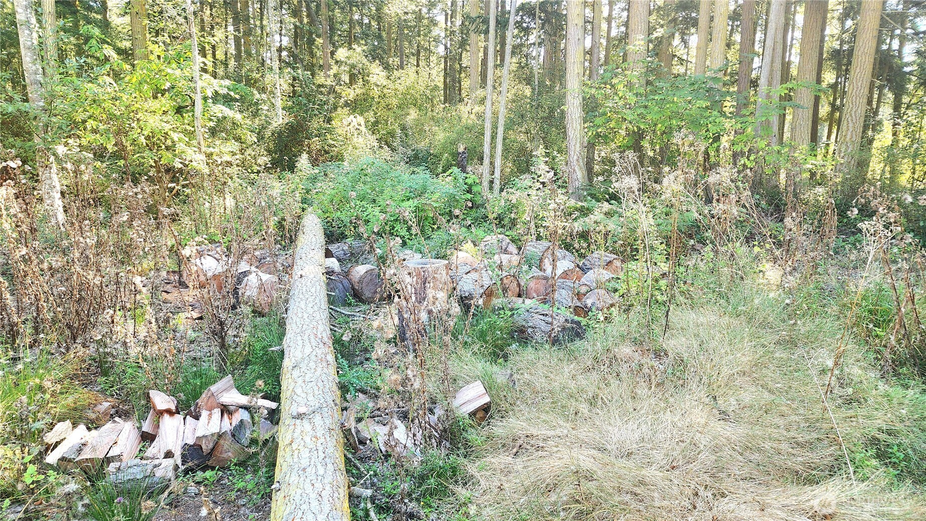 1976 North Boon Road Oak Harbor, WA 98277 - Photo 9 of 15 a view of a yard with plants and large trees