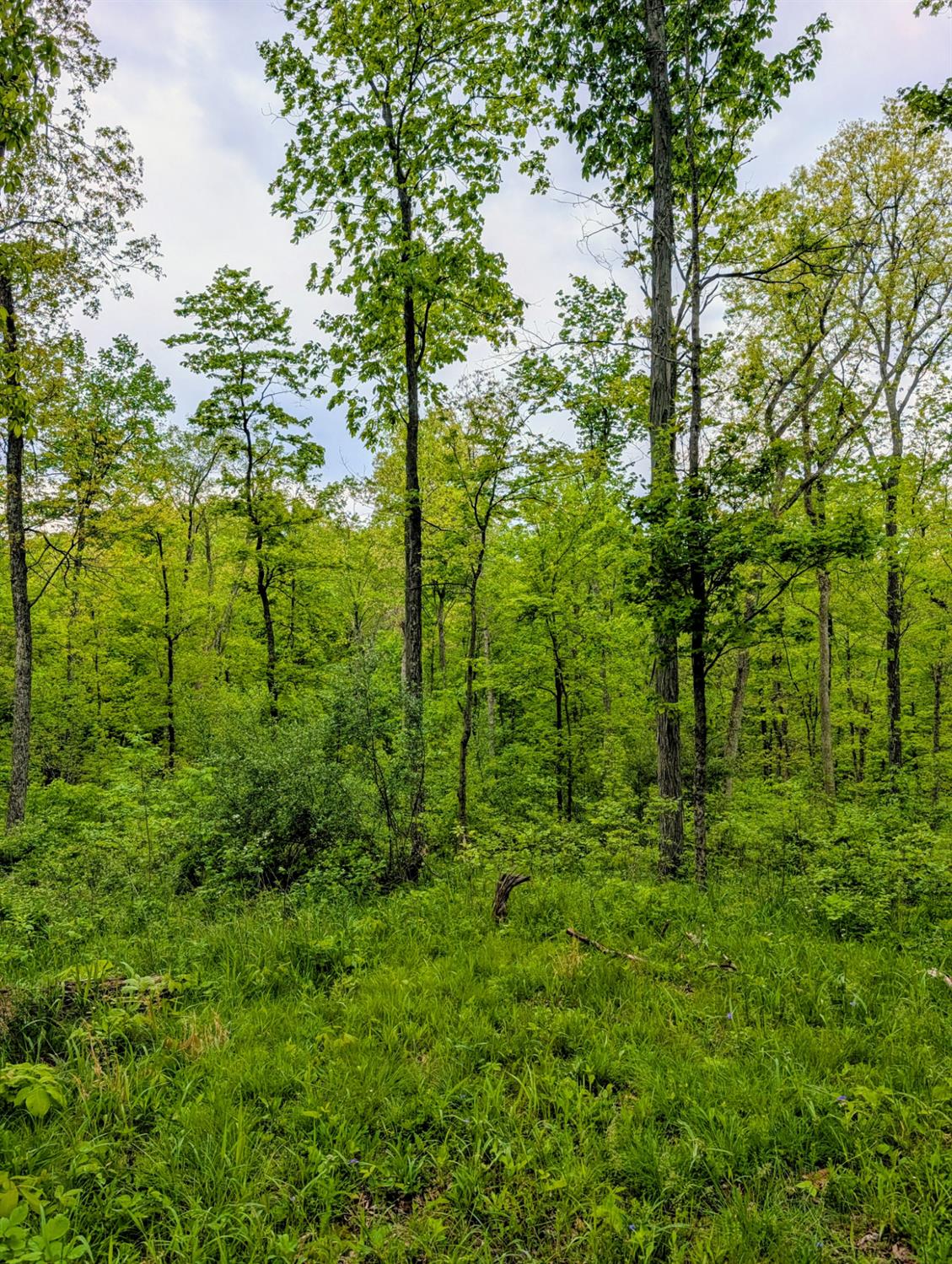 0 Longbranch Road Moores Hill, IN 47032 - Photo 22 of 25