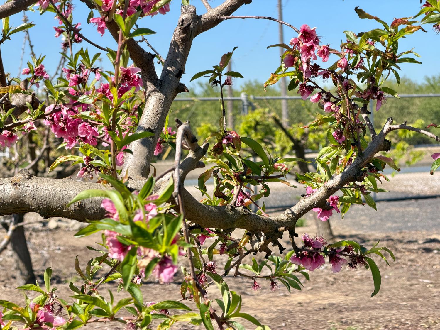 7484 Dusty Lane Modesto, CA 95357 - Photo 34 of 36