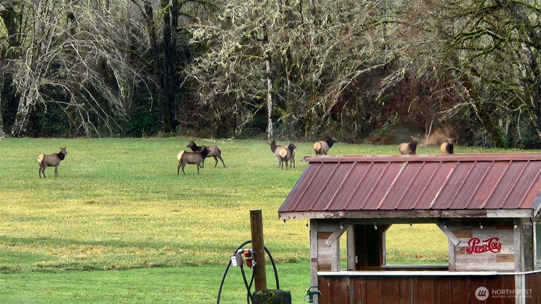 65 Wilderness Road Oakville, WA 98568 - Photo 36 of 40 a view of outdoor space and yard