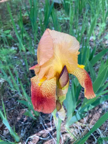 $435,000 | 634 Alta Power House Road, Alta, CA 95701