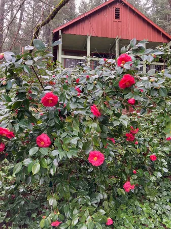 $420,000 | 634 Alta Power House Road, Alta, CA 95701