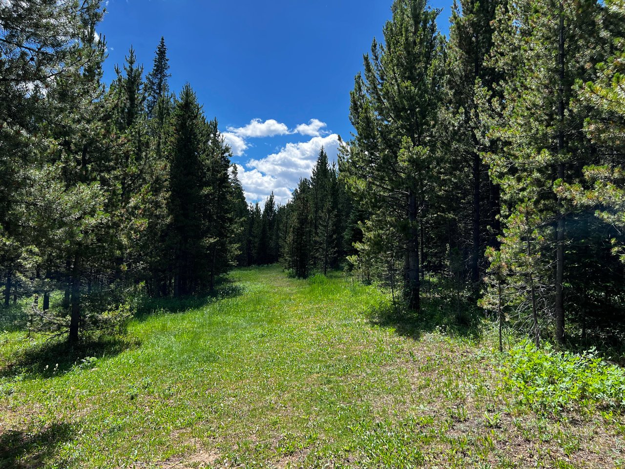 10000 Forest Road, Unit 169 Red Feather Lakes, CO 80545 - Photo 16 of 31