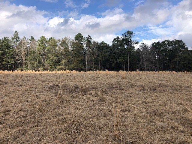 163.38-ac Cravey Bridge Road Florala, AL 36442 - Photo 18 of 49 Gallery Image 18