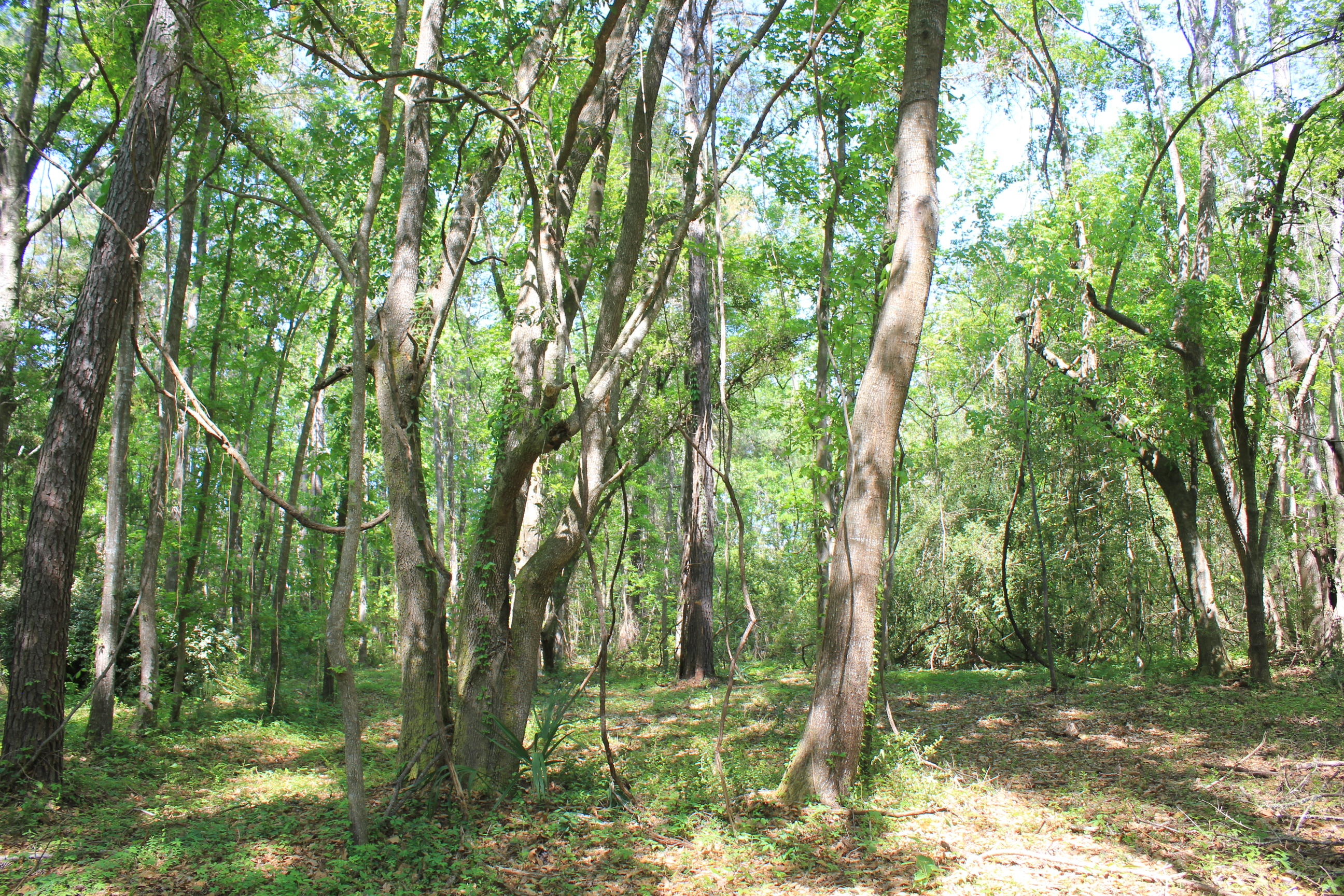 1137 15 Mile Landing Road Awendaw, SC 29429 - Photo 11 of 11 IMG_1038