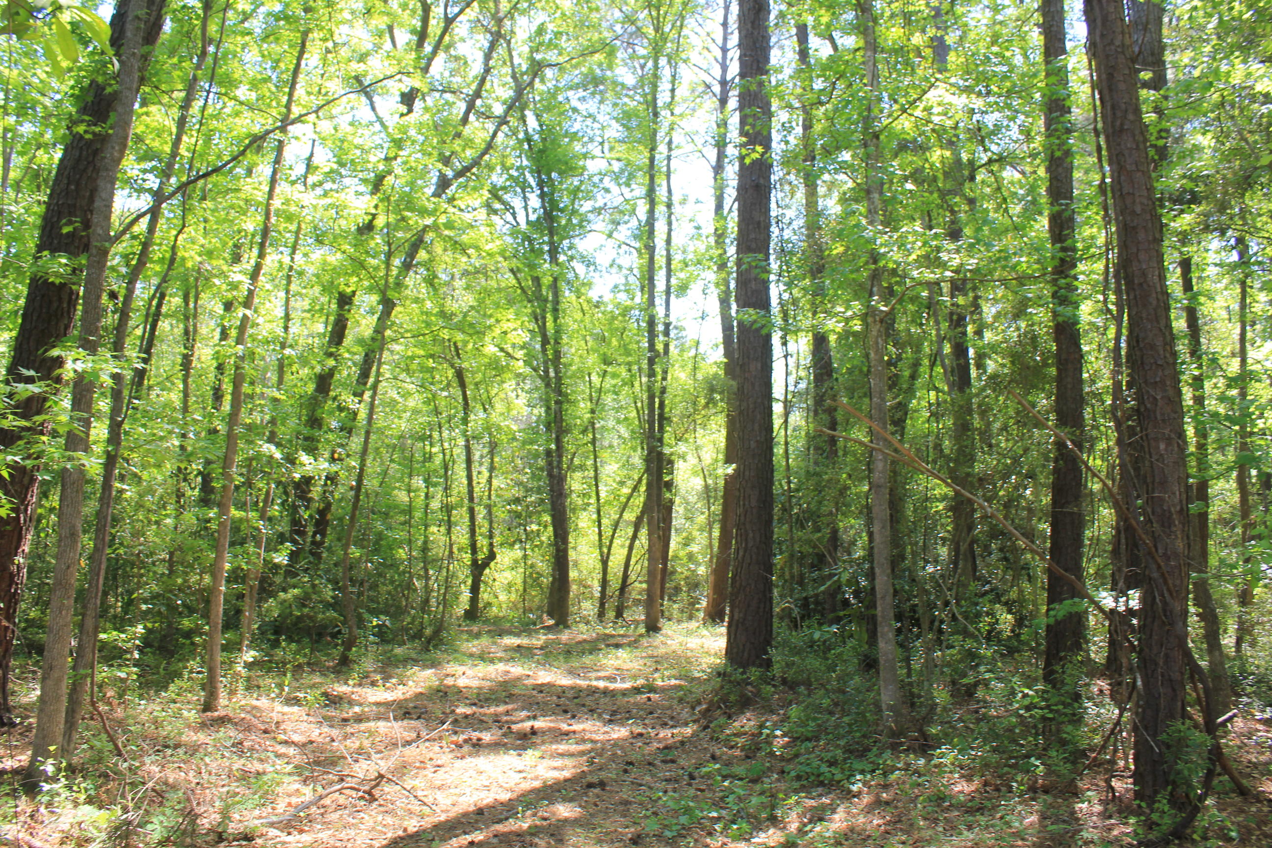 1137 15 Mile Landing Road Awendaw, SC 29429 - Photo 5 of 11 IMG_1006