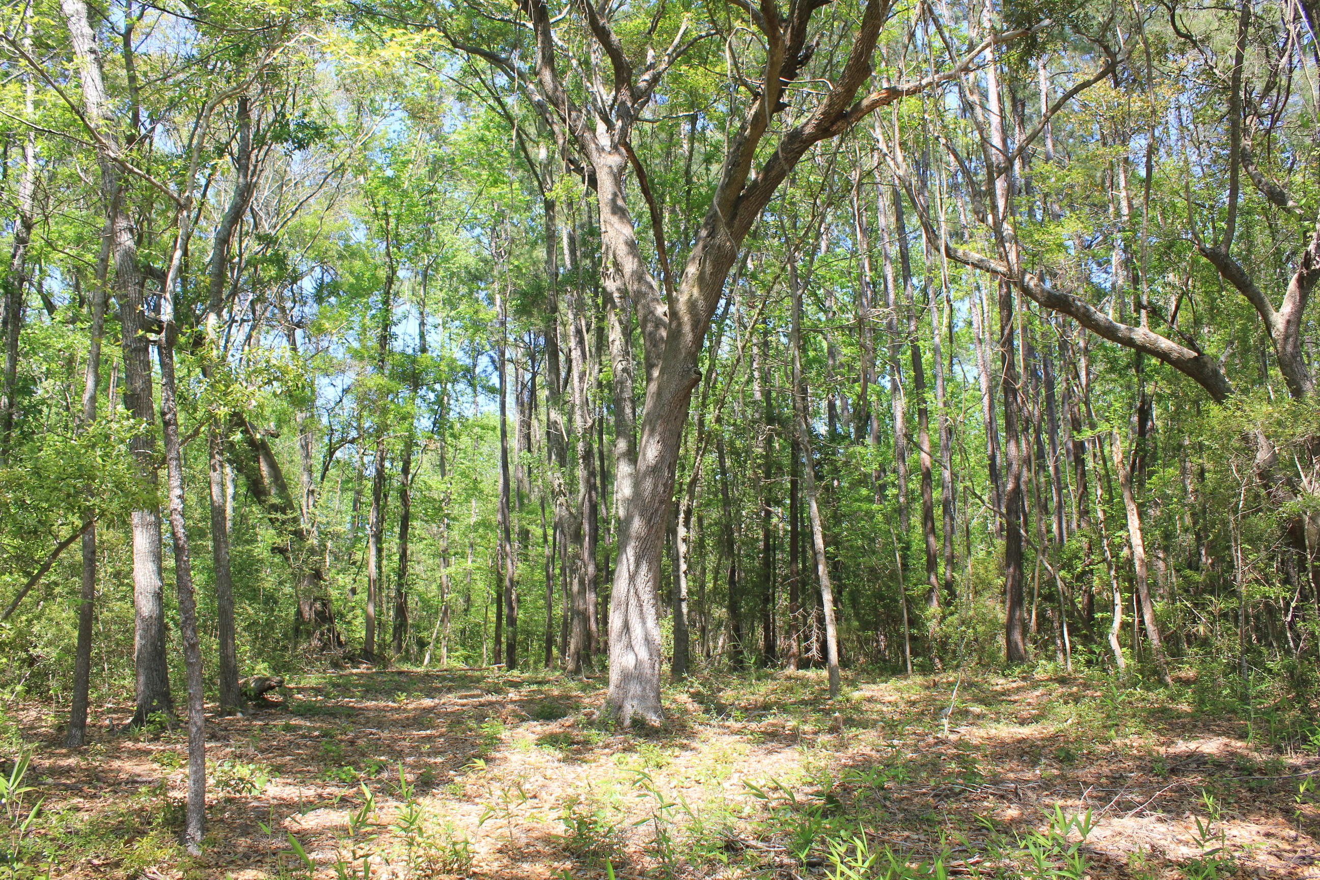 1137 15 Mile Landing Road Awendaw, SC 29429 - Photo 6 of 11 IMG_1031