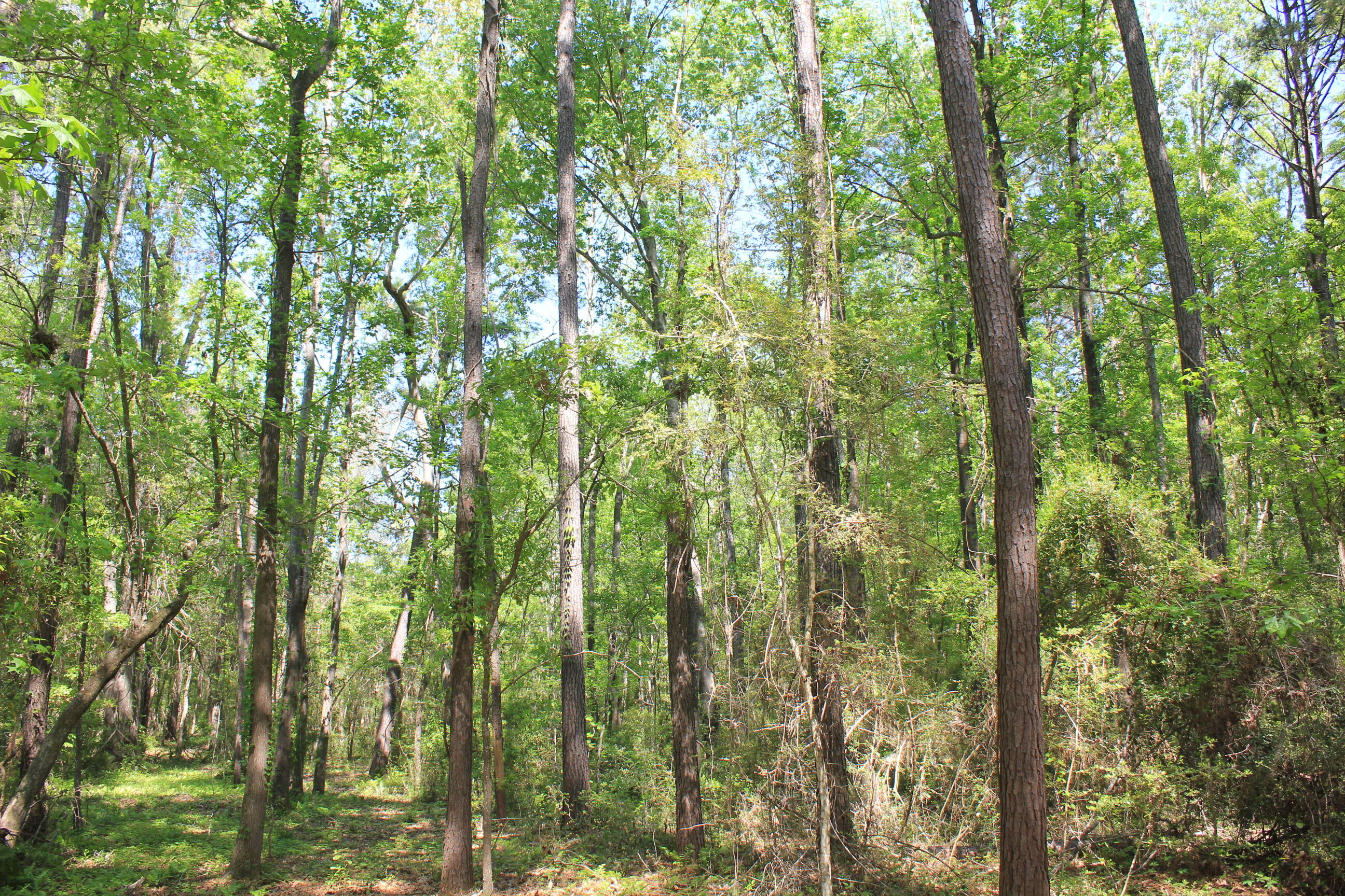 1137 15 Mile Landing Road Awendaw, SC 29429 - Photo 7 of 11 IMG_1037