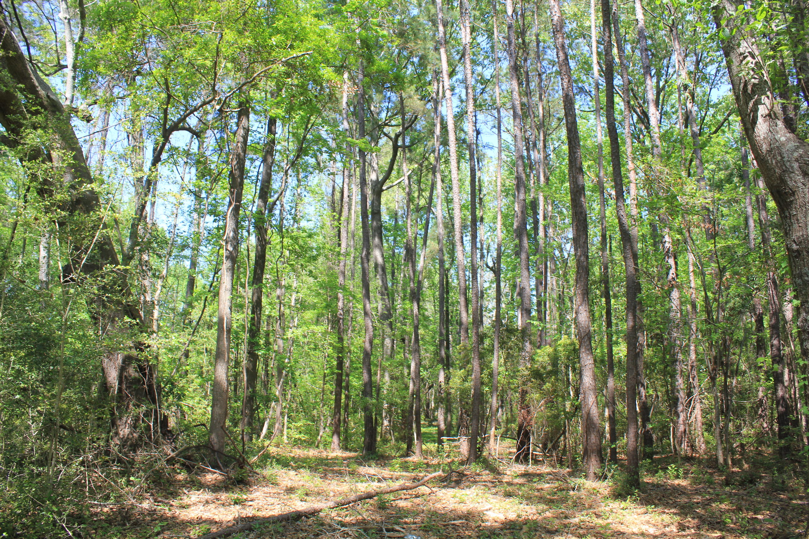 1137 15 Mile Landing Road Awendaw, SC 29429 - Photo 9 of 11 IMG_1034