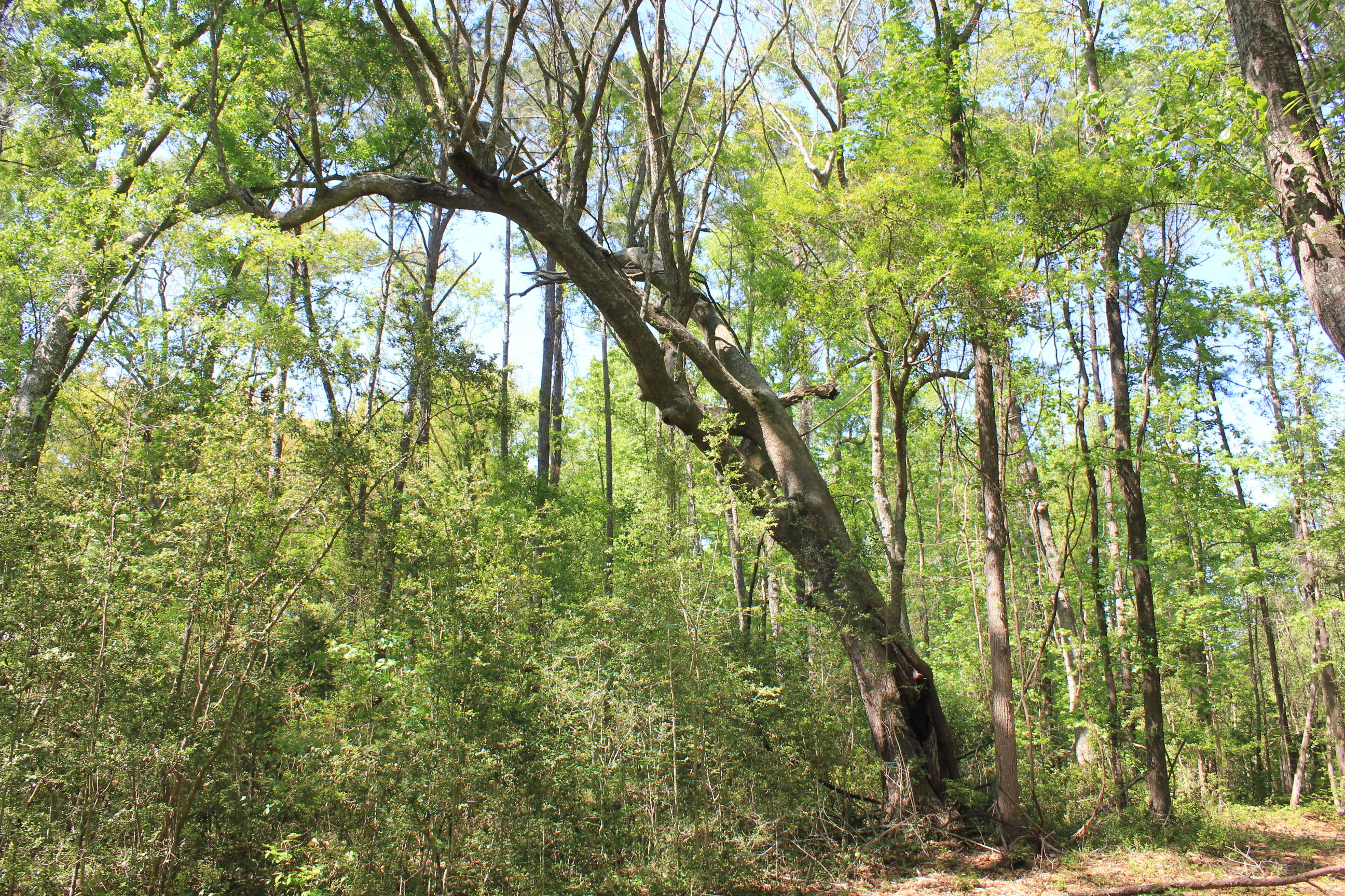 1137 15 Mile Landing Road Awendaw, SC 29429 - Photo 10 of 11 IMG_1035
