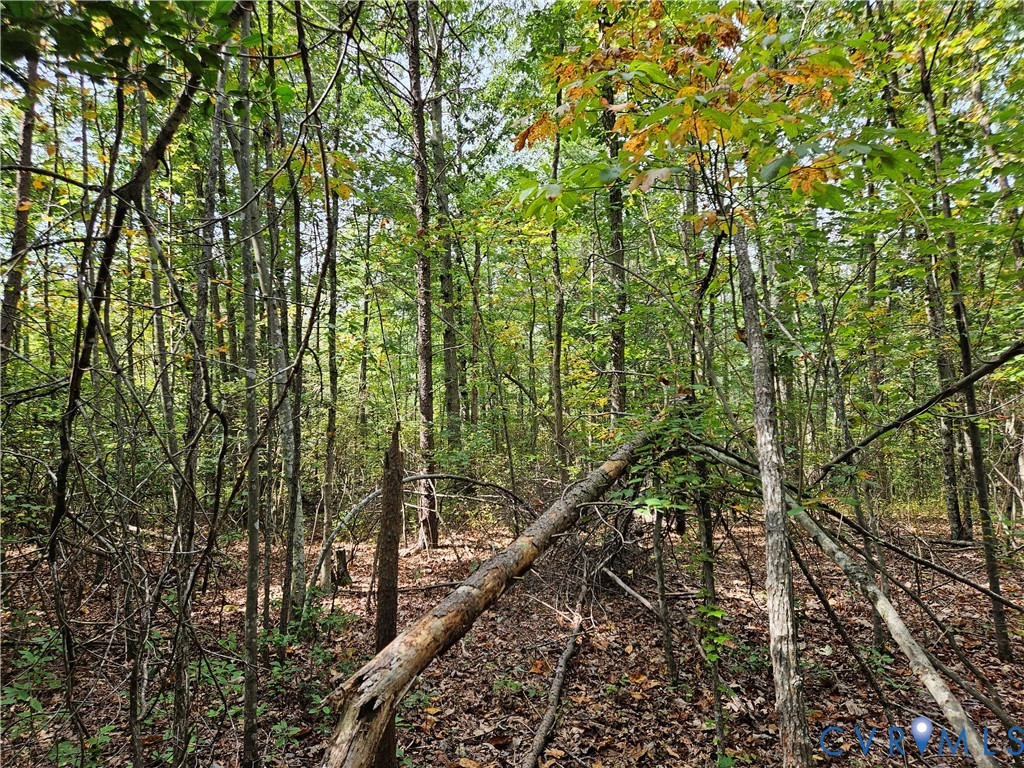 0 Long Branch Road Woodford, VA 22580 - Photo 11 of 33 View of tree filled area