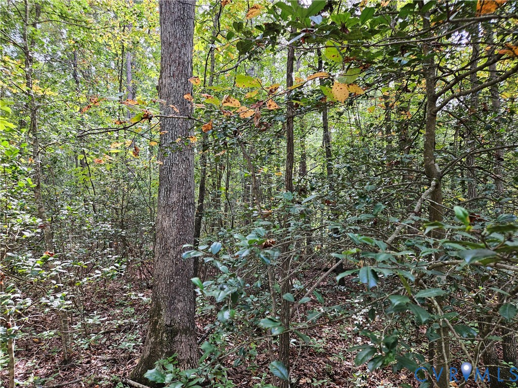 0 Long Branch Road Woodford, VA 22580 - Photo 12 of 33 View of tree filled area