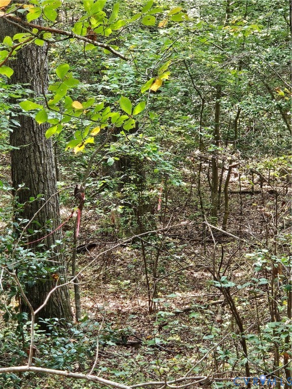 0 Long Branch Road Woodford, VA 22580 - Photo 14 of 33 View of woods