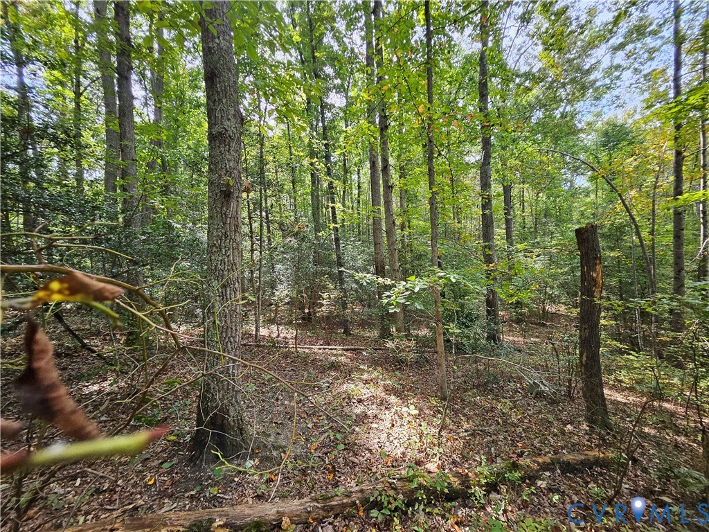 0 Long Branch Road Woodford, VA 22580 - Photo 16 of 33 View of local wilderness