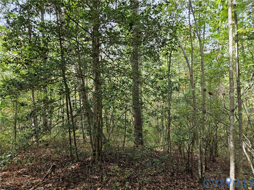 0 Long Branch Road Woodford, VA 22580 - Photo 17 of 33 View of wooded area