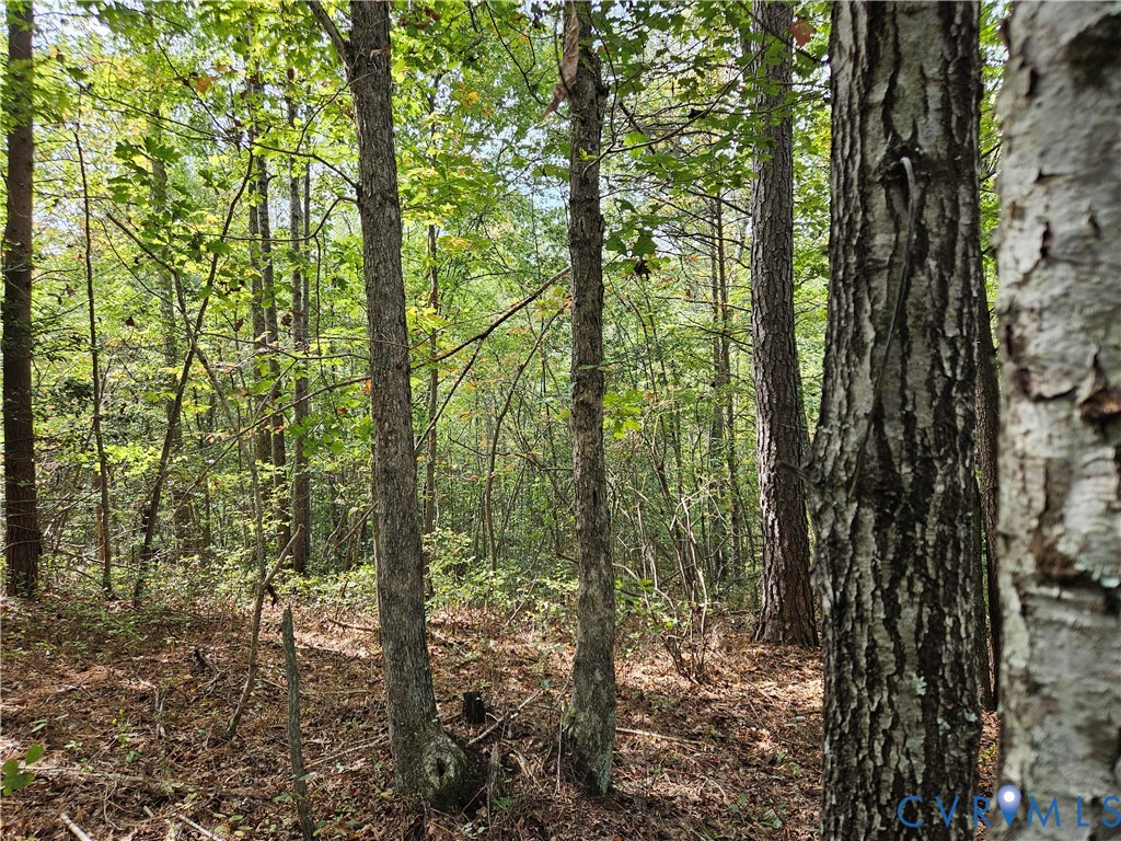0 Long Branch Road Woodford, VA 22580 - Photo 18 of 33 View of tree filled area