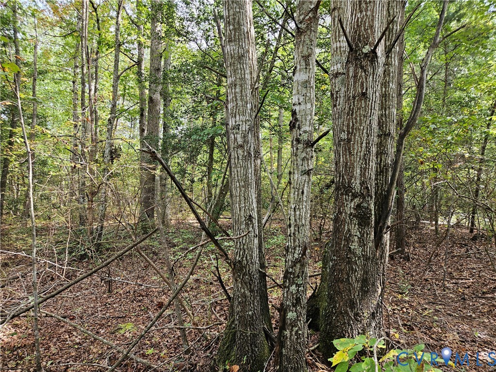 0 Long Branch Road Woodford, VA 22580 - Photo 20 of 33 View of wooded area