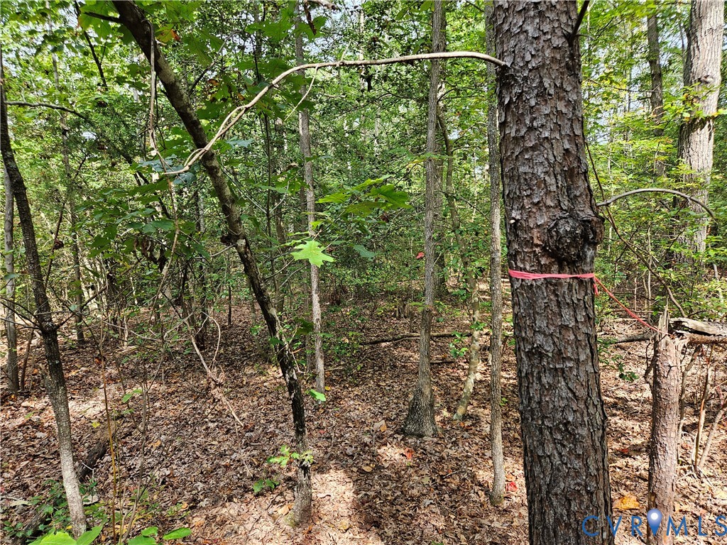 0 Long Branch Road Woodford, VA 22580 - Photo 2 of 33 View of local wilderness