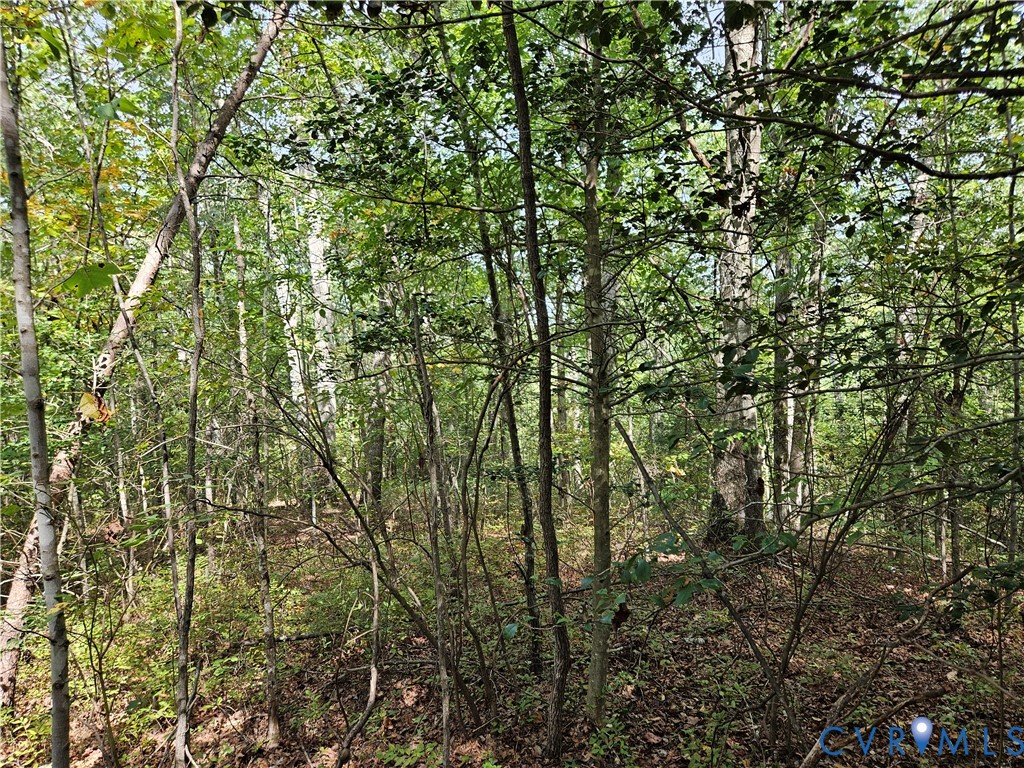 0 Long Branch Road Woodford, VA 22580 - Photo 21 of 33 View of woods