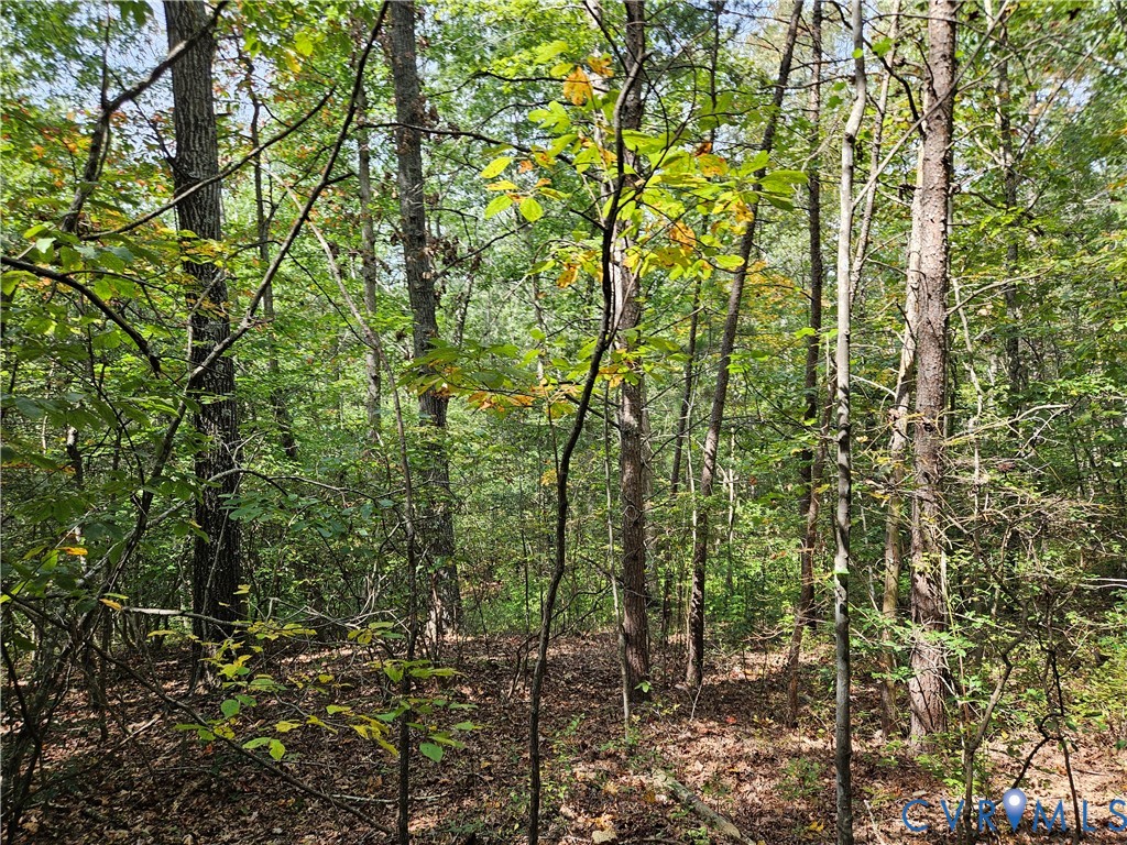 0 Long Branch Road Woodford, VA 22580 - Photo 22 of 33 View of wooded area