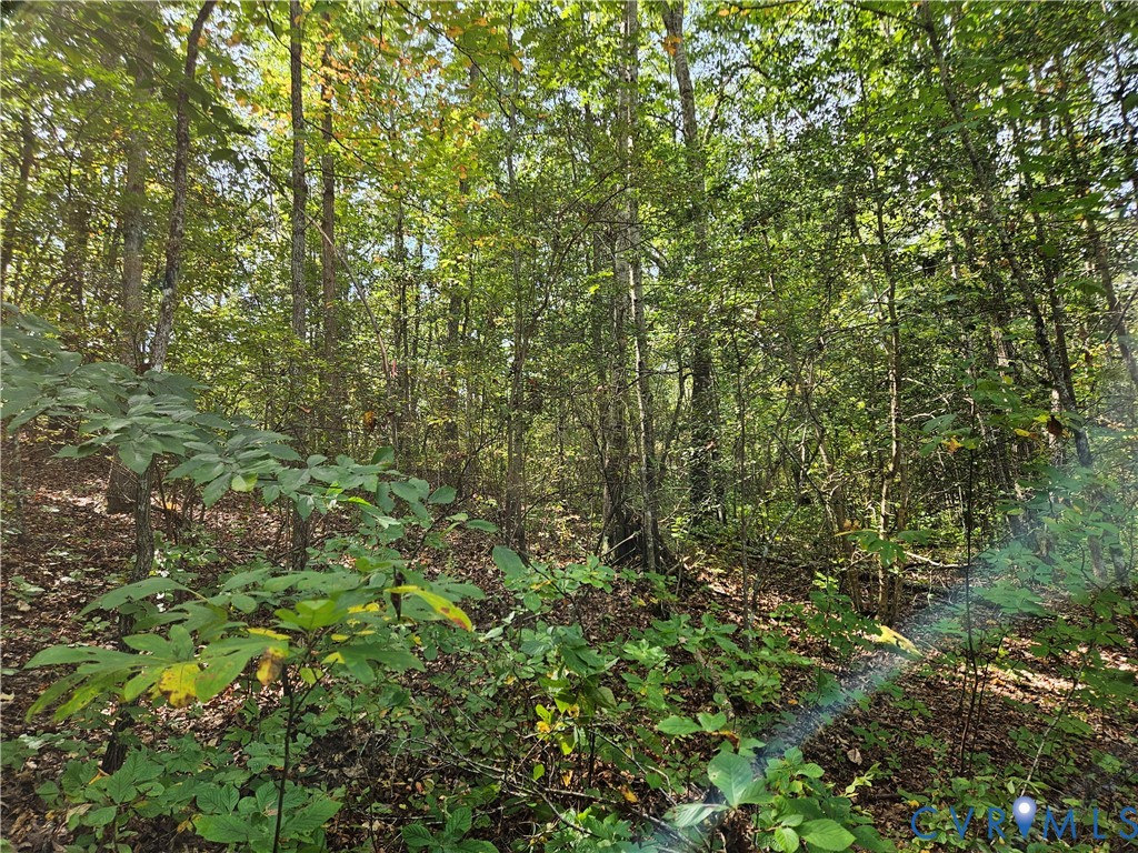 0 Long Branch Road Woodford, VA 22580 - Photo 25 of 33 View of wooded area