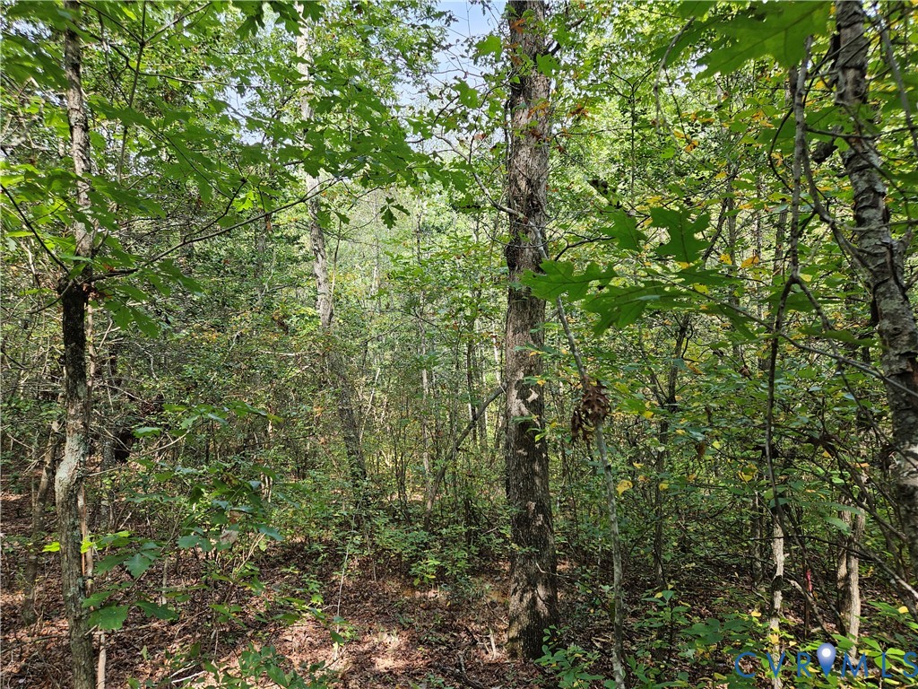 0 Long Branch Road Woodford, VA 22580 - Photo 27 of 33 View of woods