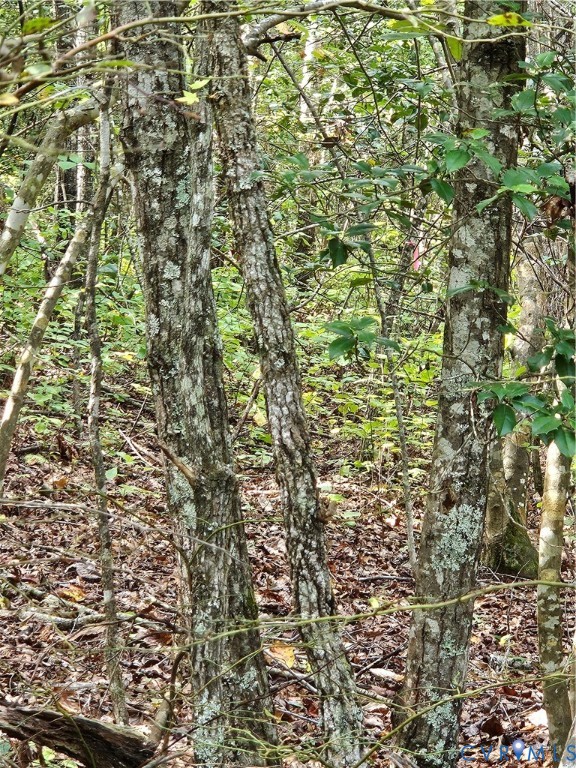 0 Long Branch Road Woodford, VA 22580 - Photo 28 of 33 View of undeveloped land