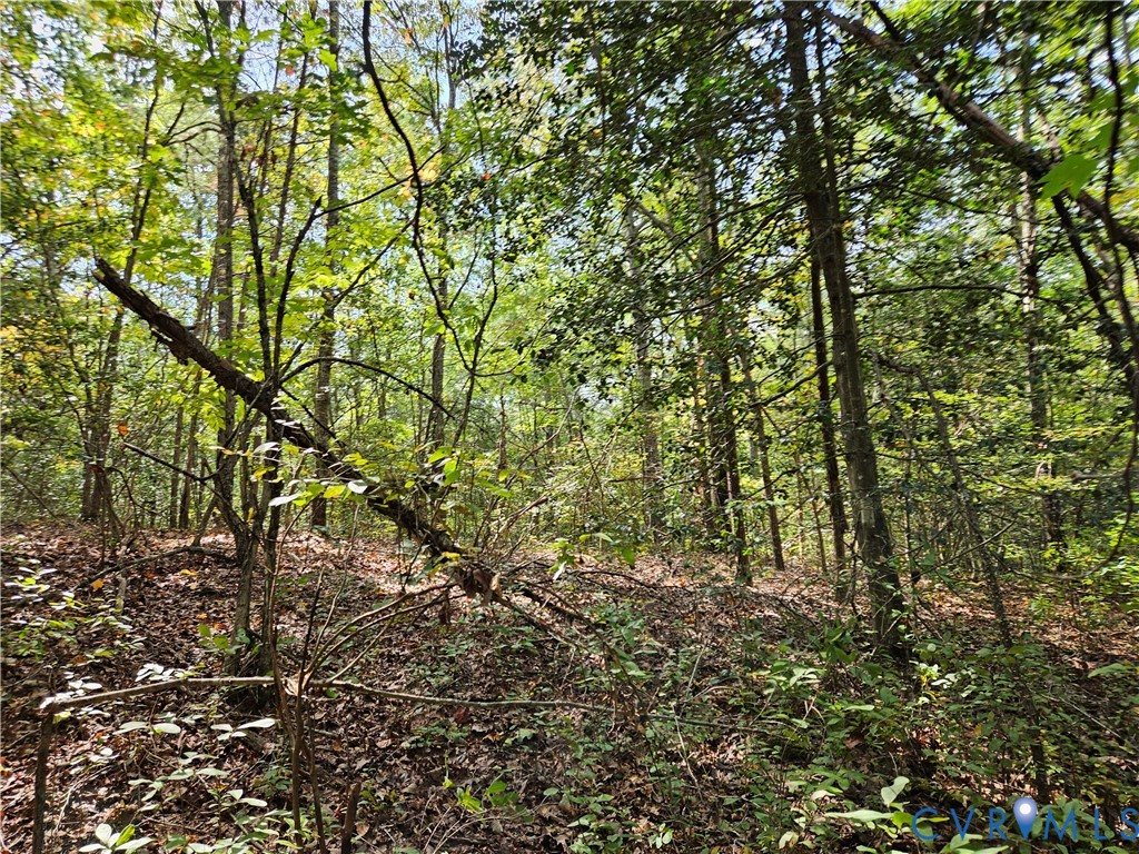 0 Long Branch Road Woodford, VA 22580 - Photo 29 of 33 View of tree filled area
