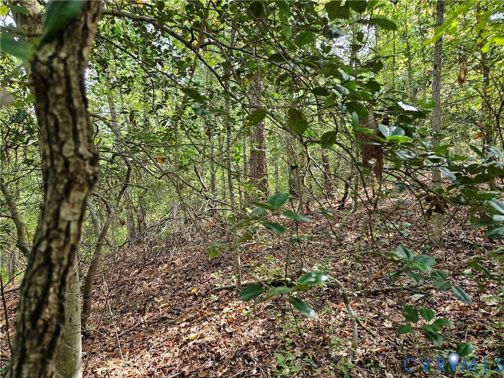 0 Long Branch Road Woodford, VA 22580 - Photo 30 of 33 View of tree filled area