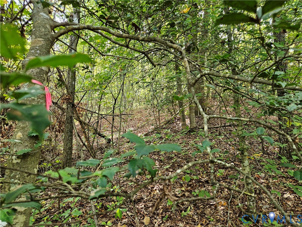 0 Long Branch Road Woodford, VA 22580 - Photo 3 of 33 View of wooded area