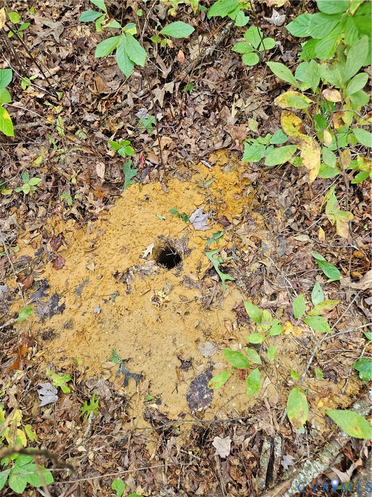 0 Long Branch Road Woodford, VA 22580 - Photo 7 of 33 a backyard of a house with lots of trees