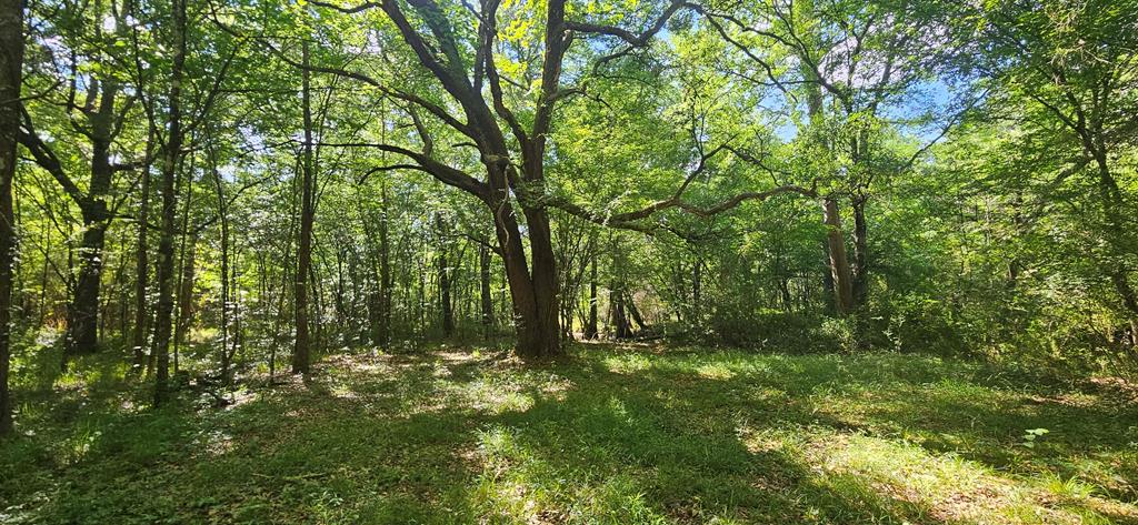0 Case Road Slocomb, AL 36375 - Photo 13 of 18