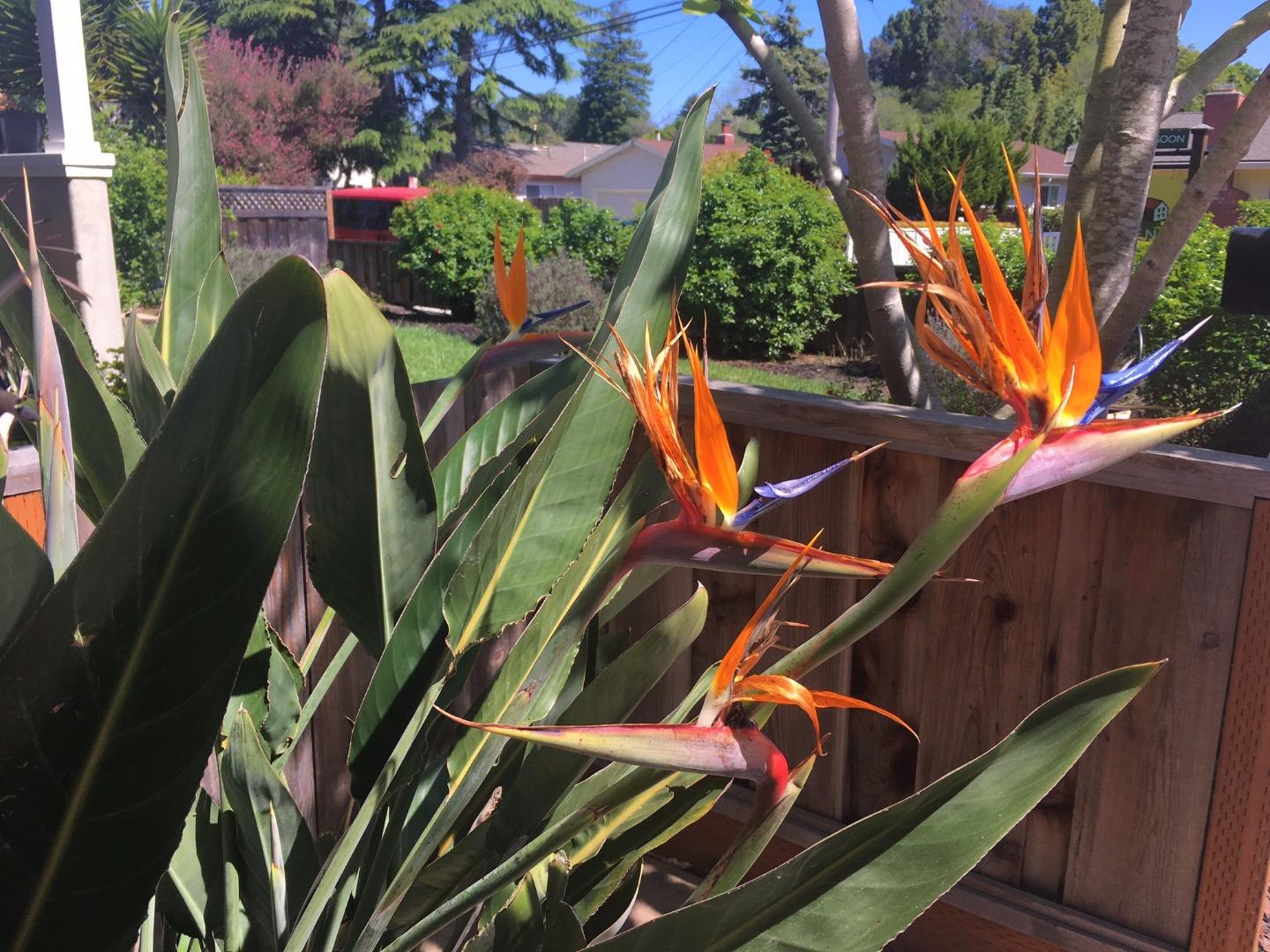 727 Rosedale Avenue Capitola, CA 95010 - Photo 5 of 59 Gallery Image 5