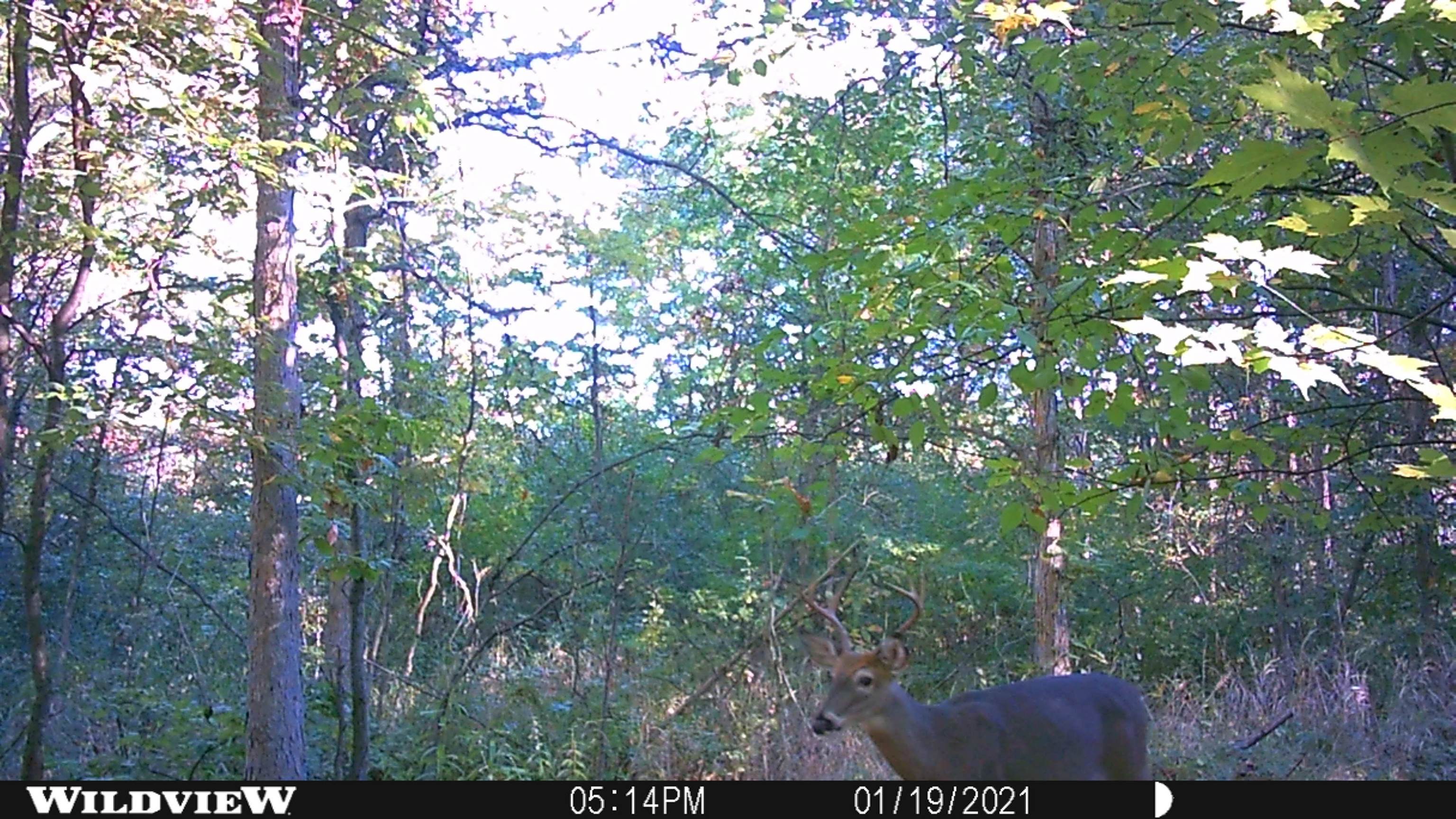 311 South Castor Road Shepherd, MI 48883 - Photo 12 of 21 Gallery Image 12