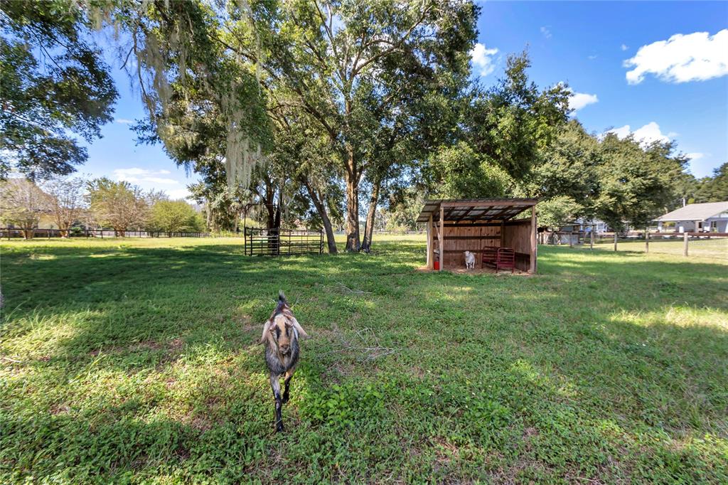 13232 Northeast 39th Terrace Anthony, FL 32617 - Photo 48 of 55 a backyard of a house with table and chairs