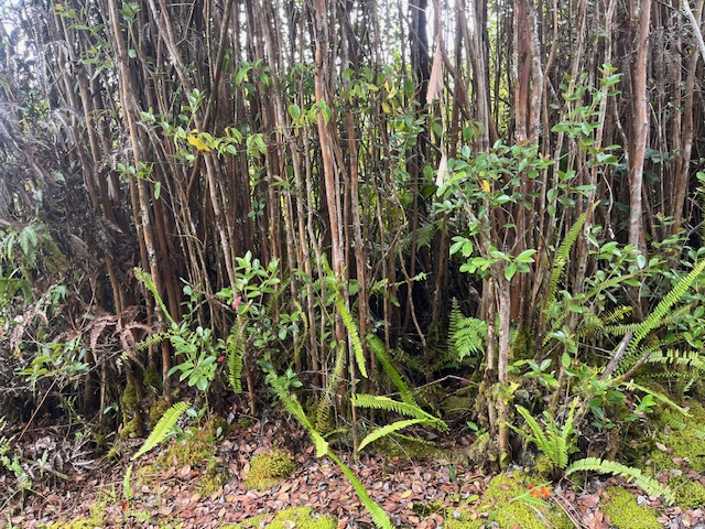 11-2038 Makoa Road Mountain View, HI 96771 - Photo 3 of 7 a plant that is in a garden