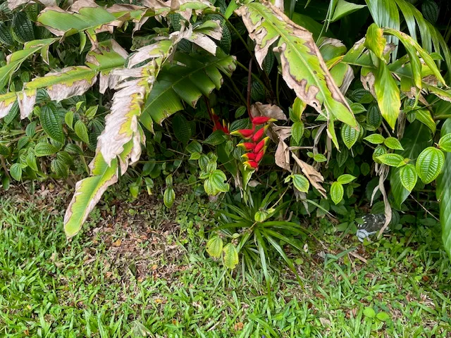 a picture of flowers