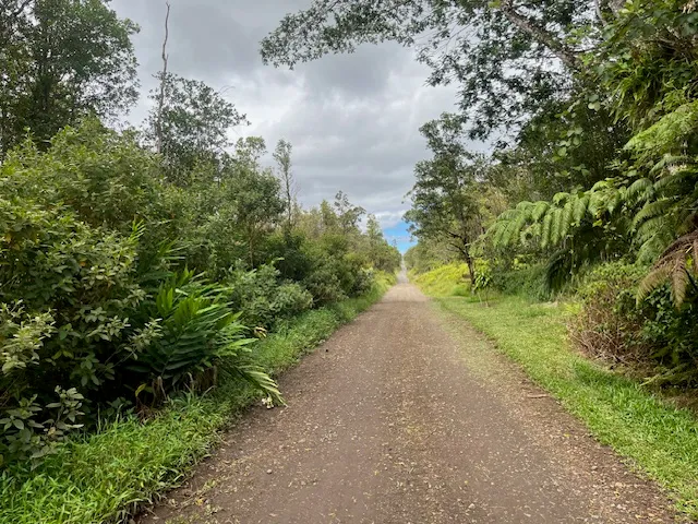 a view of a yard with plants and a trees