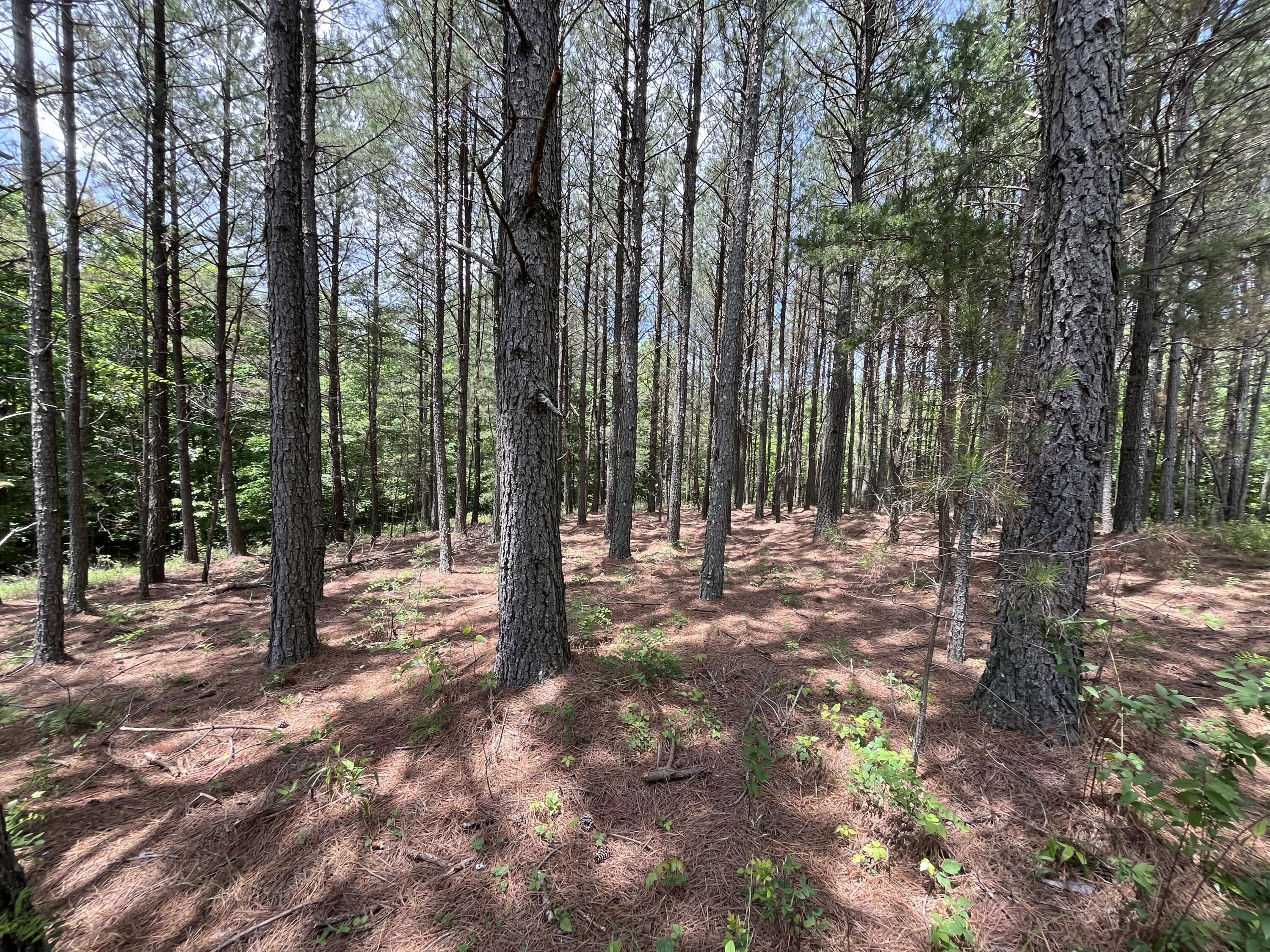 9 Fredonia Road Dunlap, TN 37327 - Photo 3 of 31 Photo May 29 2024, 2 03 37 PM