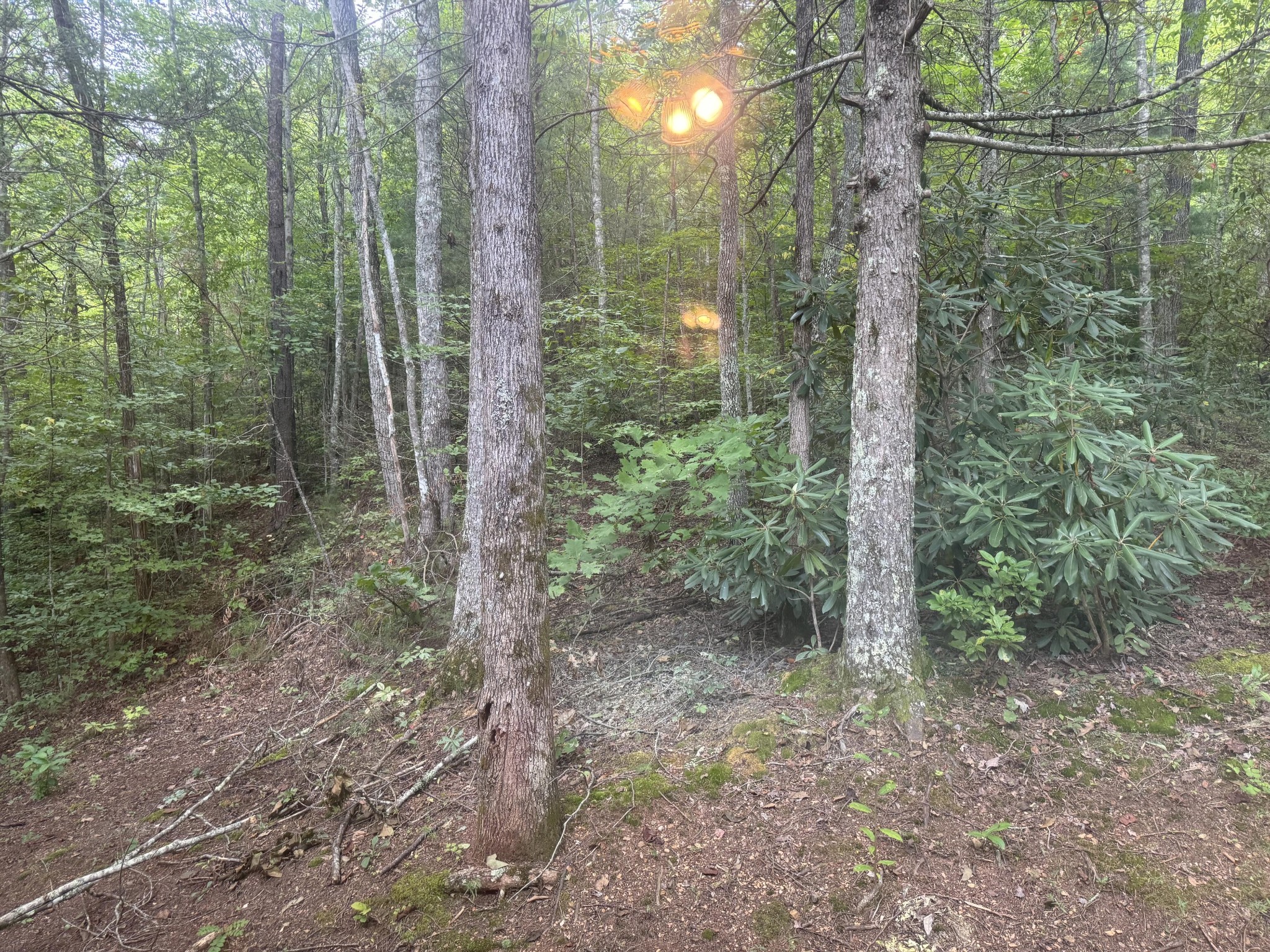 5475 Otto Williams Road Cosby, TN 37722 - Photo 43 of 46