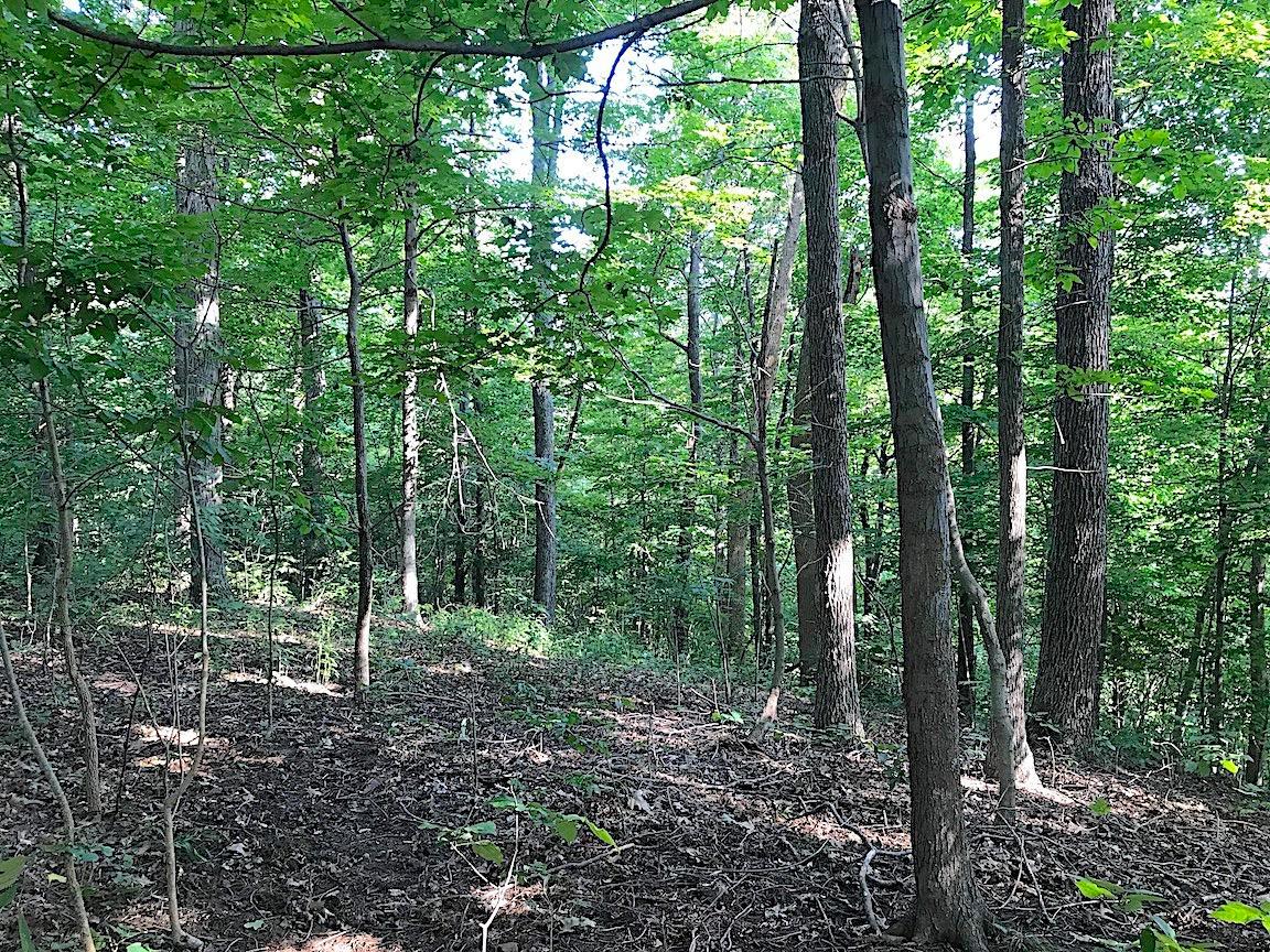 3774 Long Lick Road Blue Creek, OH 45616 - Photo 11 of 28 Gallery Image 11