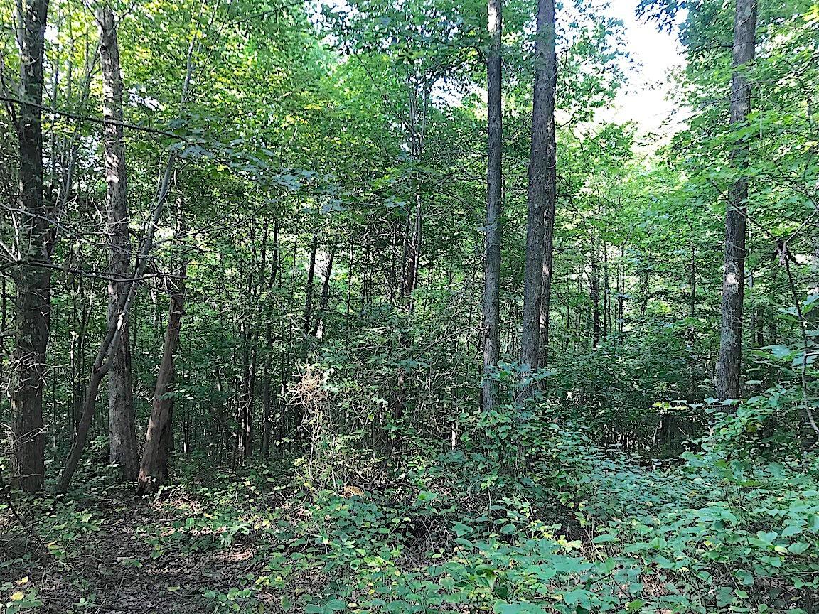 3774 Long Lick Road Blue Creek, OH 45616 - Photo 22 of 28 Gallery Image 22