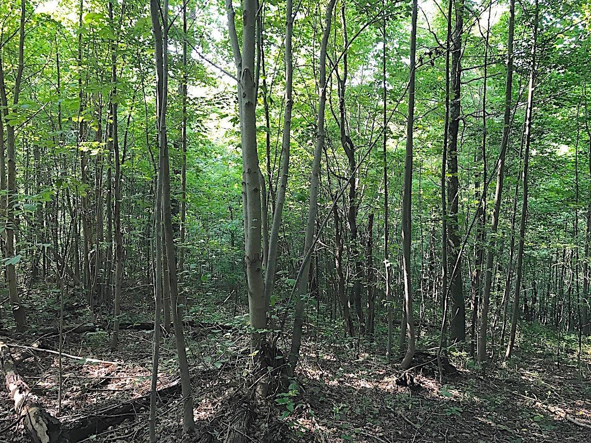 3774 Long Lick Road Blue Creek, OH 45616 - Photo 23 of 28 Gallery Image 23