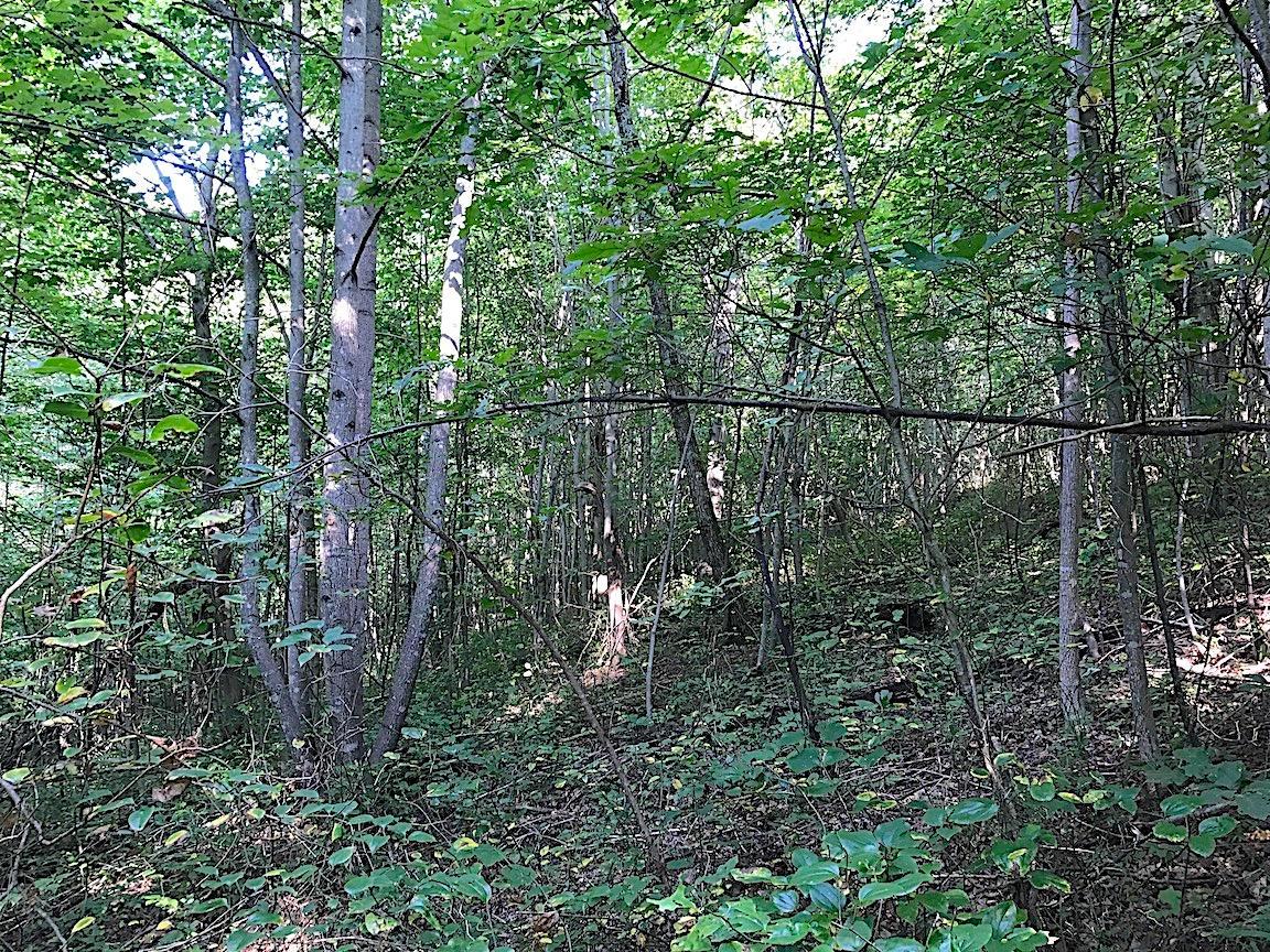 3774 Long Lick Road Blue Creek, OH 45616 - Photo 25 of 28 Gallery Image 25