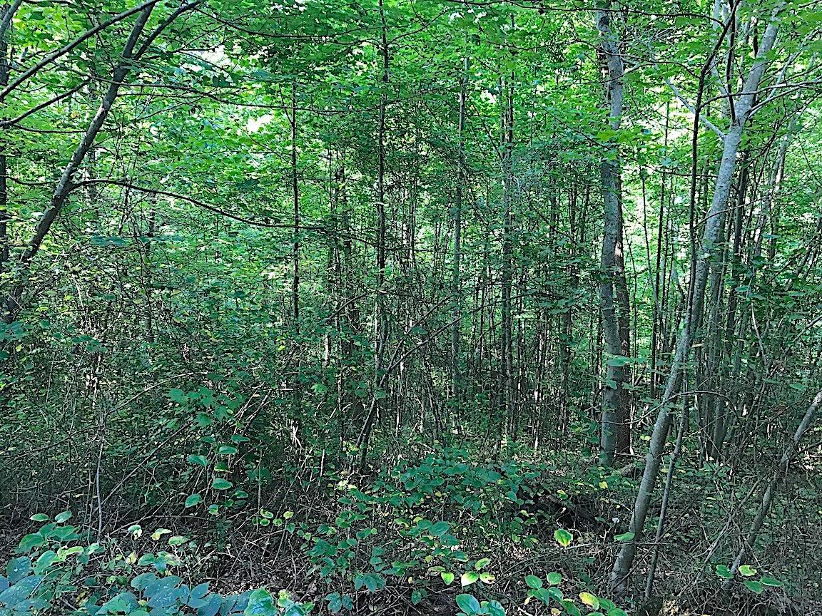 3774 Long Lick Road Blue Creek, OH 45616 - Photo 26 of 28 Gallery Image 26